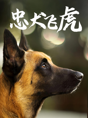 忠犬飞虎（33集）太好看了短剧