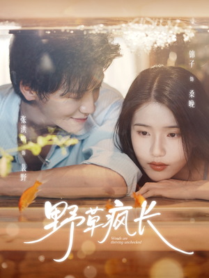 野草疯长(71集) 野草疯长(71集)全季一次看完